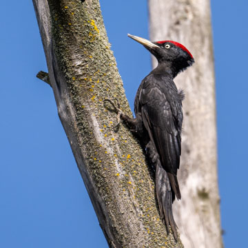 Black Woodpecker