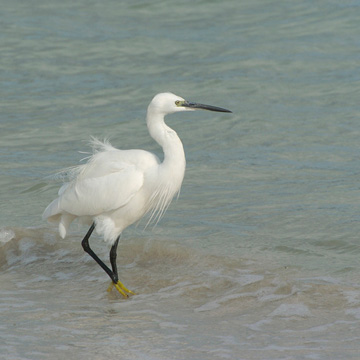 Seidenreiher