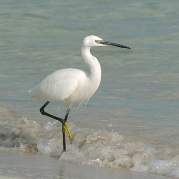 Little Egret