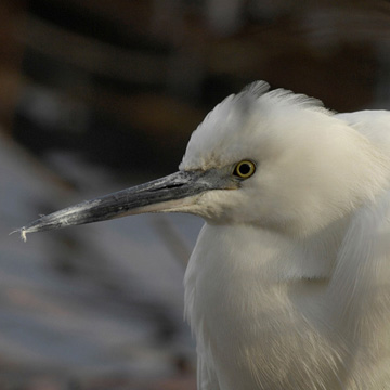 Little Egret