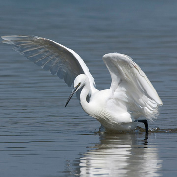 Little Egret