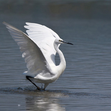 Little Egret