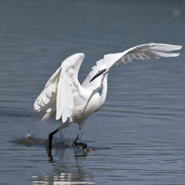 Little Egret