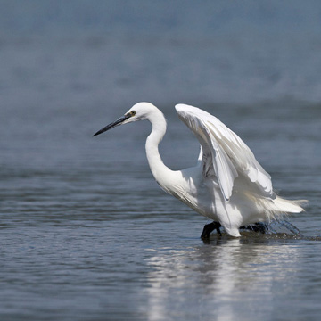 Little Egret