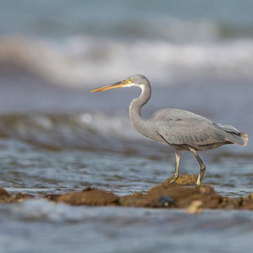 Western Reef Heron