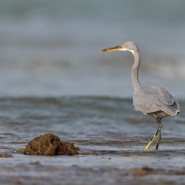 Western Reef Heron