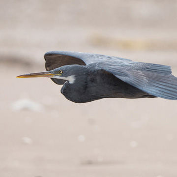 Western Reef Heron