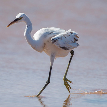 Western Reef Heron