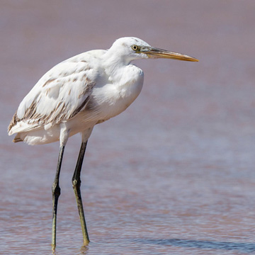 Western Reef Heron