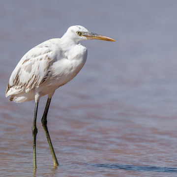 Western Reef Heron