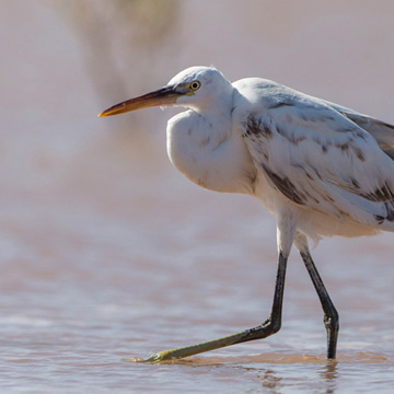 Western Reef Heron