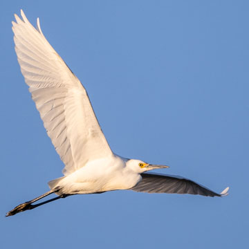 Snowy Egret