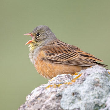 Ortolan Bunting