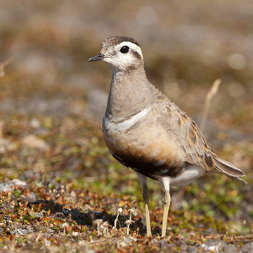 Eurasian Dotterel