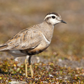 Eurasian Dotterel