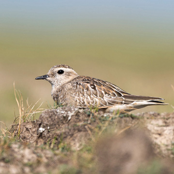 Eurasian Dotterel