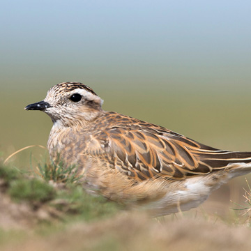 Eurasian Dotterel