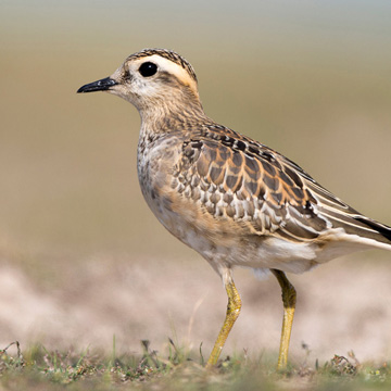 Eurasian Dotterel