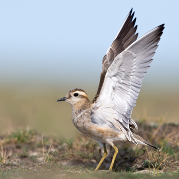 Eurasian Dotterel