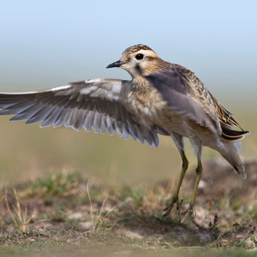 Eurasian Dotterel