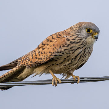 Lesser Kestrel