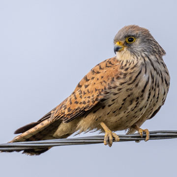 Lesser Kestrel