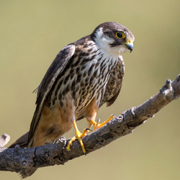 Eurasian Hobby