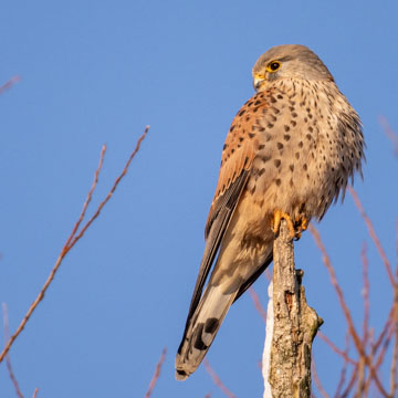 Common Kestrel