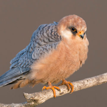 Red-footed Falcon