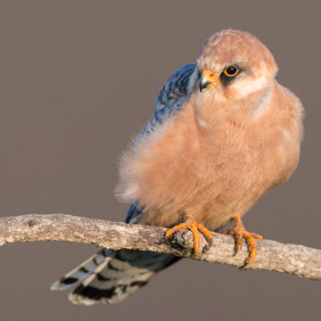 Red-footed Falcon