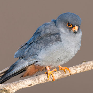 Red-footed Falcon