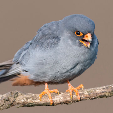 Red-footed Falcon