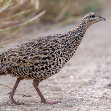 Black Francolin