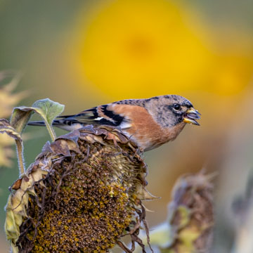 Brambling