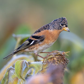 Brambling