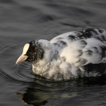 Eurasian Coot