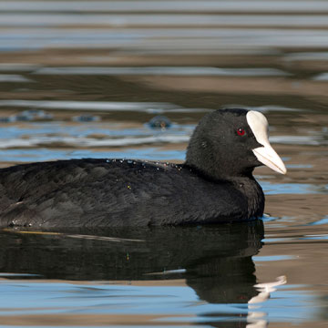 Eurasian Coot