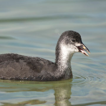 Eurasian Coot