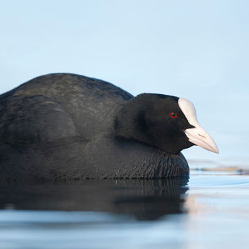 Eurasian Coot