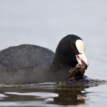 Eurasian Coot