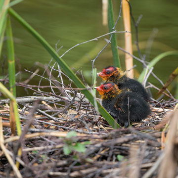 Eurasian Coot