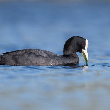 Eurasian Coot