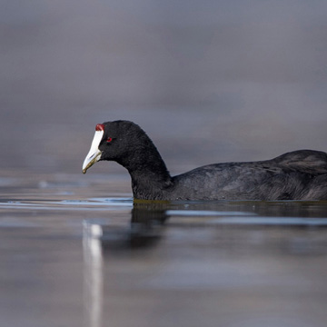 Red-knobbed Coot