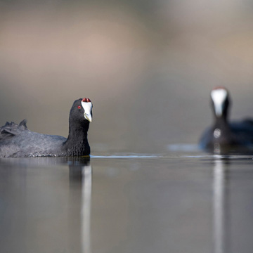 Red-knobbed Coot