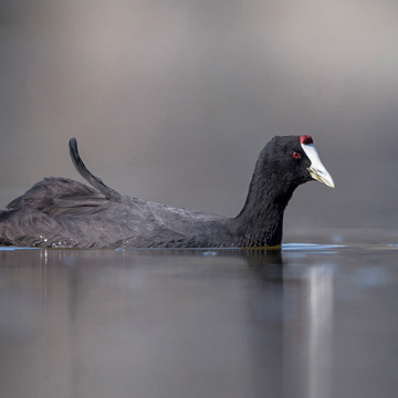 Red-knobbed Coot