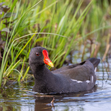 Common Moorhen