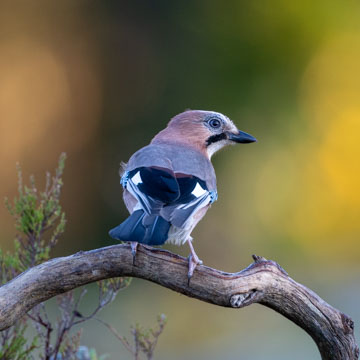 Eurasian Jay