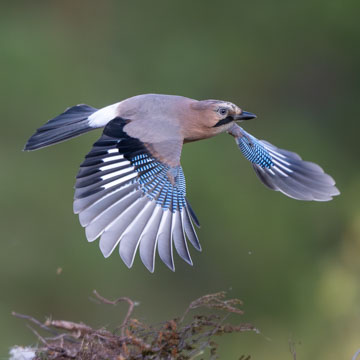 Eurasian Jay