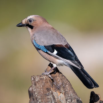 Eurasian Jay