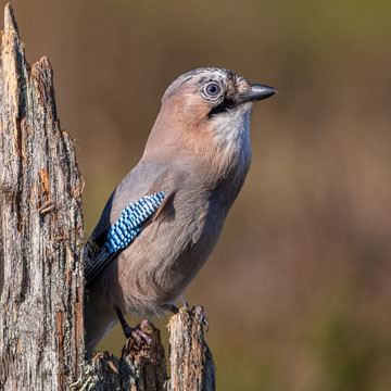 Eurasian Jay